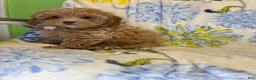 Mixed Breed dogs for sale: Mixed Breed 1 - Ad 3