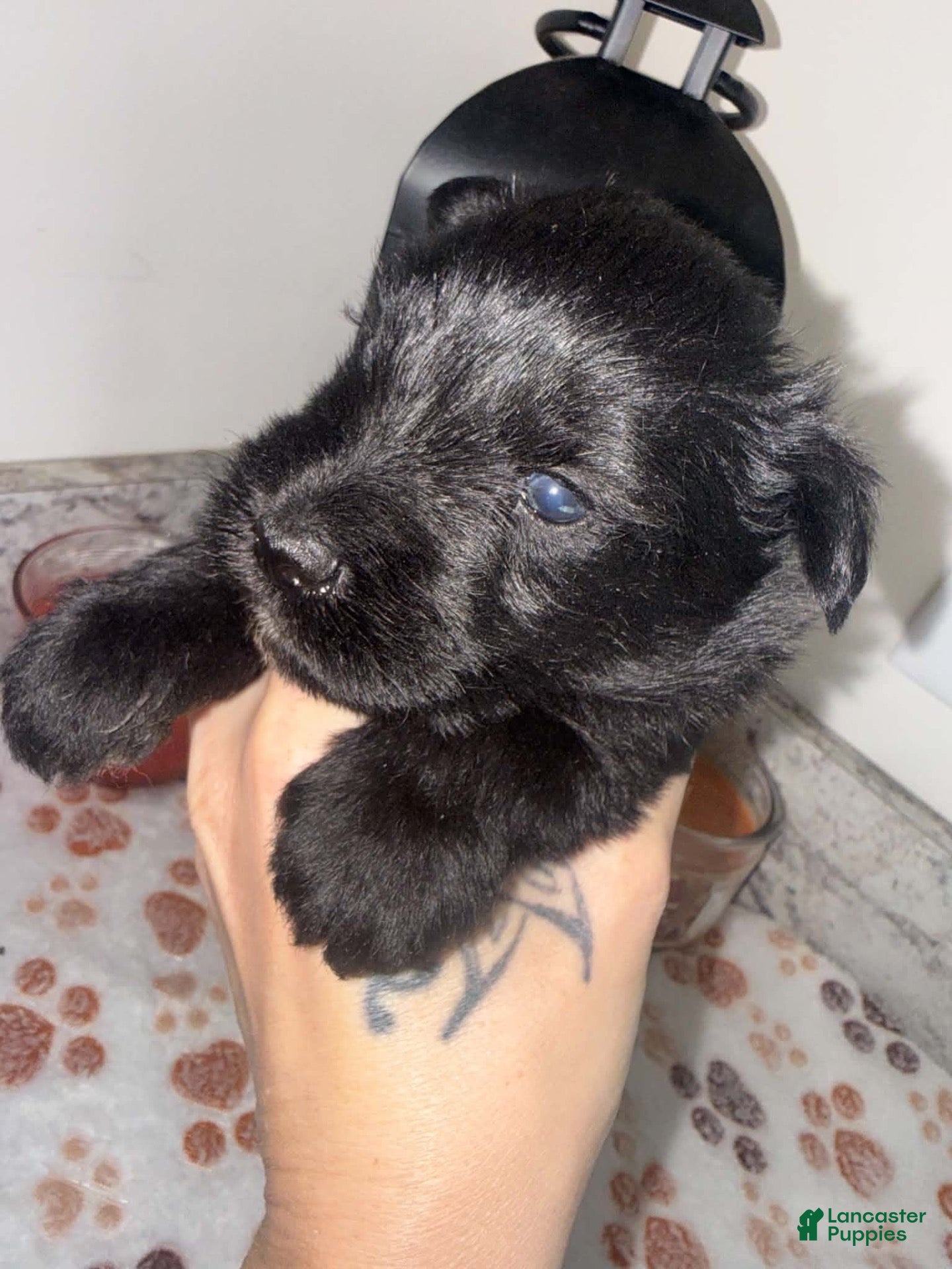 Miniature Schnauzer dogs Black male - Ad 5
