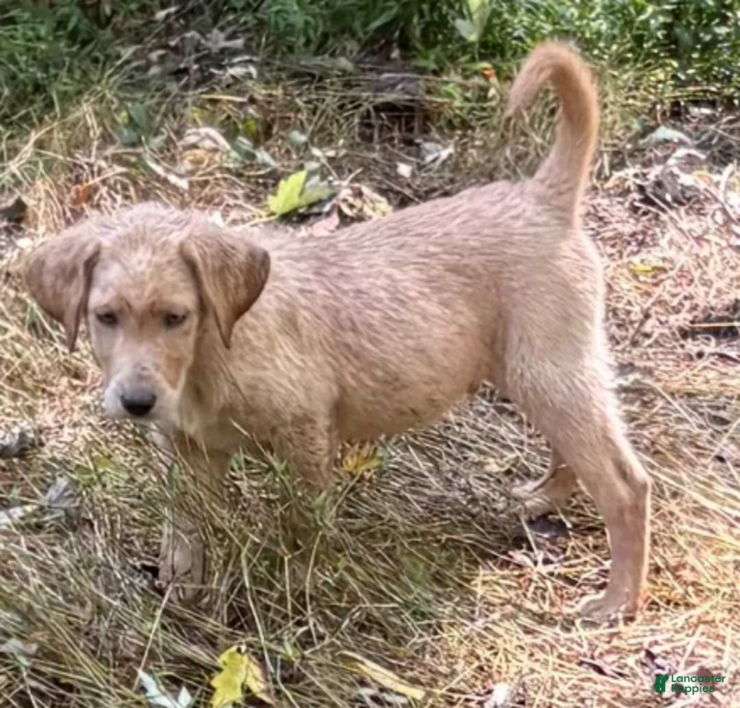 Labrador Retriever dogs for sale: RYDER - Ad 1