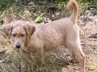 Labrador Retriever dogs RYDER - Ad 29