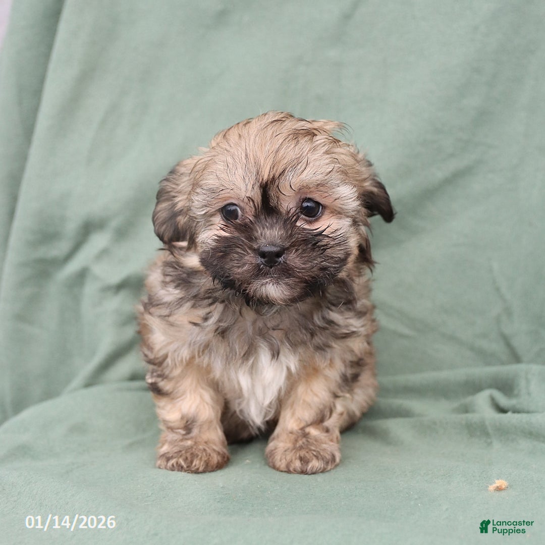 Shihpoo dogs for sale: Lola  - Ad 2