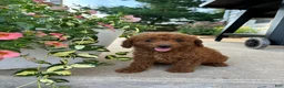 Bichpoo dogs for sale: Dixie  - Ad 2