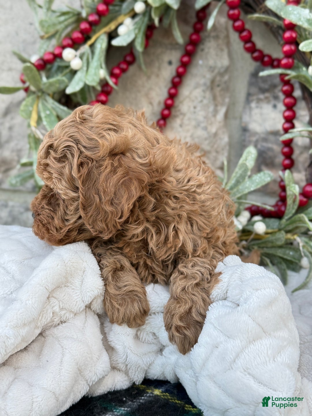 Toy Poodle dogs for sale: Trenton - Ad 3