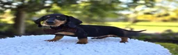 Miniature Dachshund dogs for sale: Trevor - Ad 4