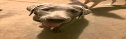 Labrador Retriever dogs for sale: Labrador Retriever 1 - Ad 4