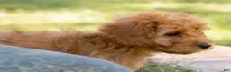 Goldendoodle dogs for sale: Muffin - Ad 11