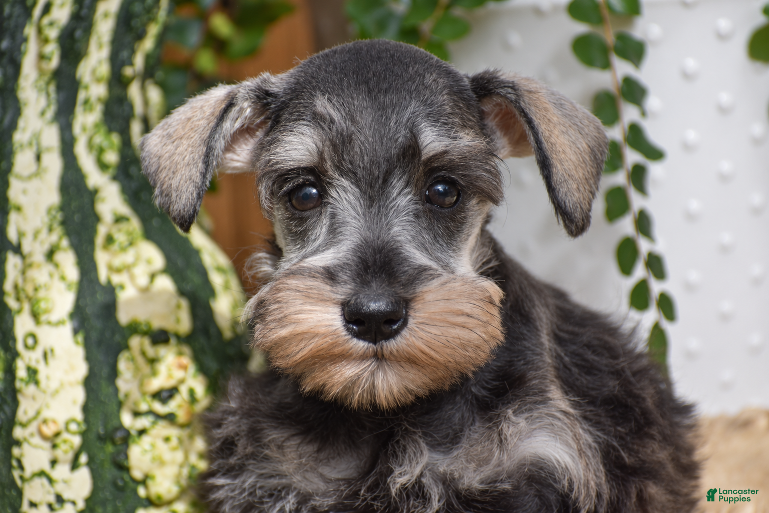 Miniature Schnauzer dogs Macy - Ad 2