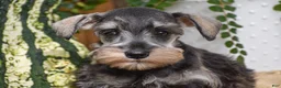 Miniature Schnauzer dogs for sale: Macy - Ad 2