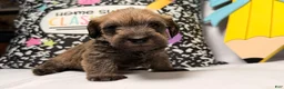 Mixed Breed dogs for sale: Chewpy - Ad 4