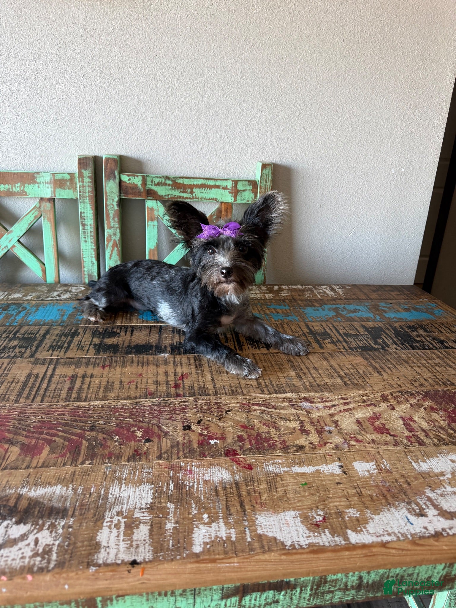 Yorkshire Terrier dogs Blue Merle Yorkie Jolie 🩷 - Ad 16