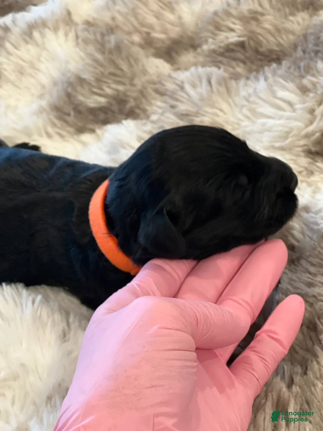 Giant Schnauzer dogs for sale: Montgomery “Monty” - Ad 2