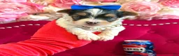 Yorkshire Terrier dogs for sale: Banana  - Ad 3