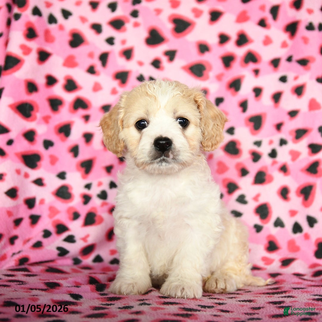 Cavachon dogs for sale: Benny - Ad 2