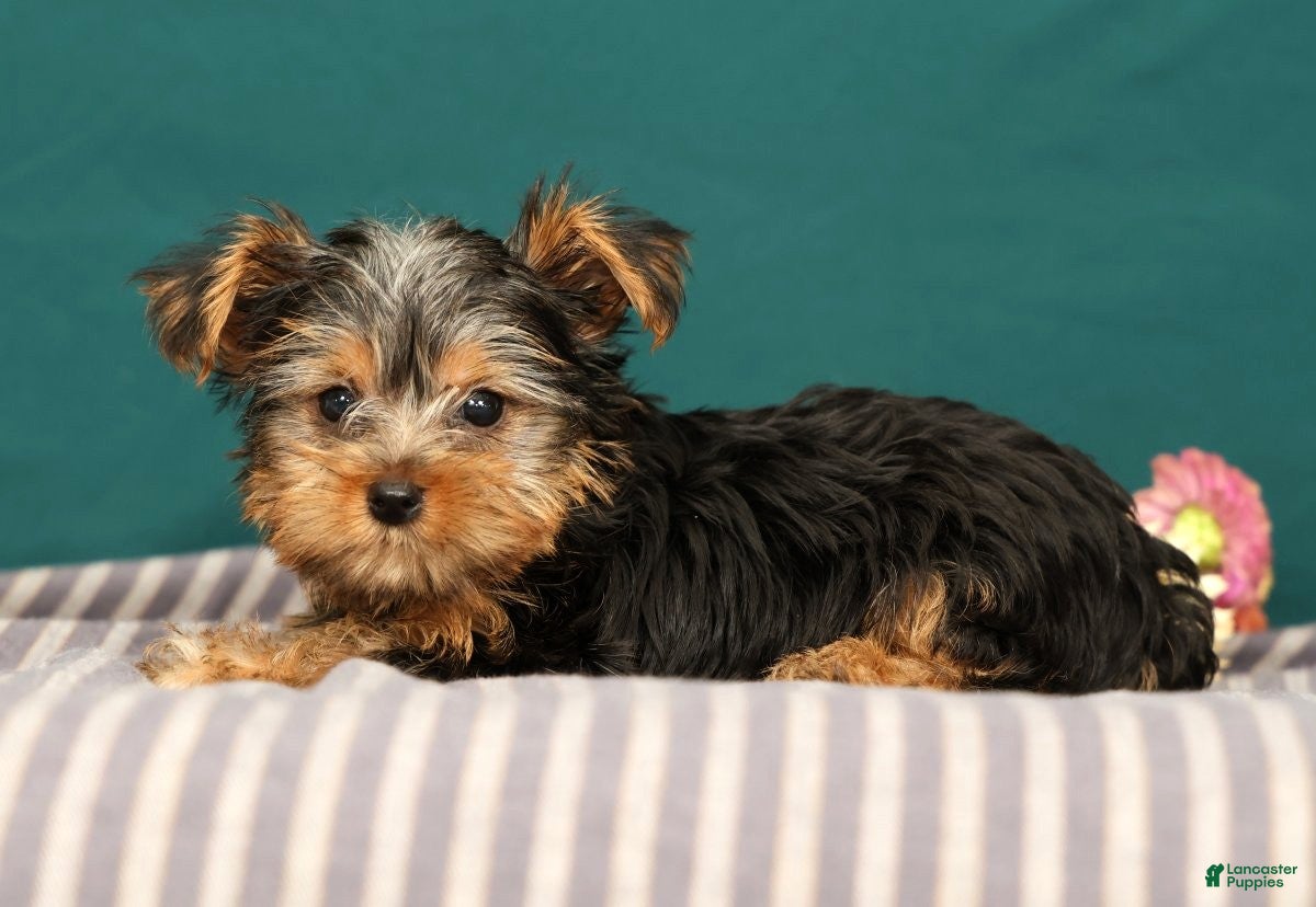 Yorkshire Terrier dogs Rebecca - Ad 1