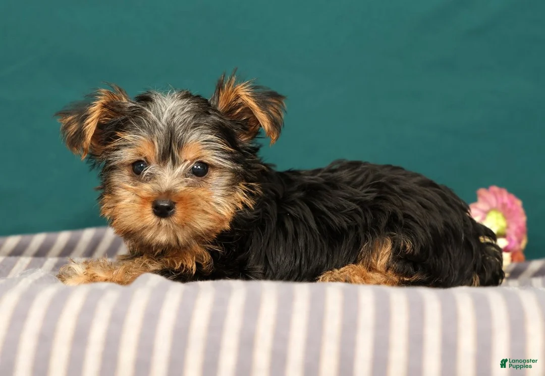 Yorkshire Terrier dogs for sale: Rebecca - Ad 1