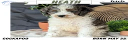 Cockapoo dogs for sale: Heath - Ad 20