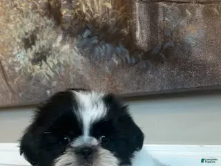 Shih Tzu dogs Flounder - Ad 16