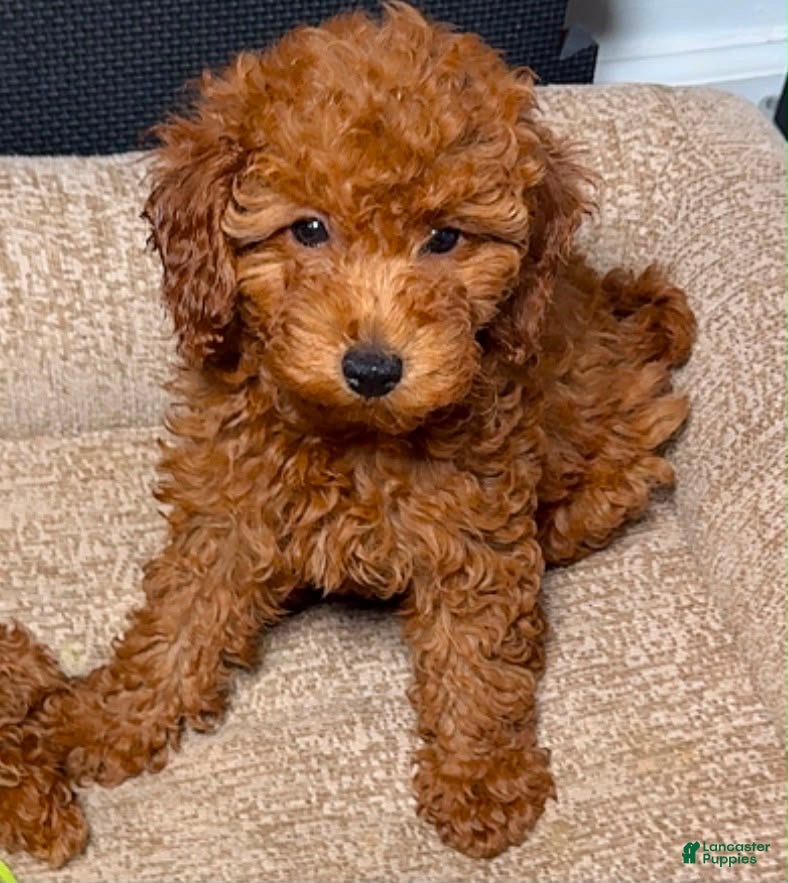 Miniature Poodle dogs Miniature Poodle 3 - Ad 1