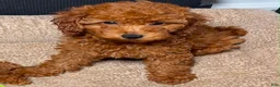 Miniature Poodle dogs for sale: Miniature Poodle 3 - Ad 1