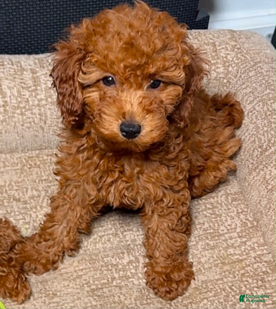 Miniature Poodle dogs for sale: Miniature Poodle 3 - Ad 1