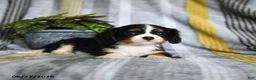 Cavalier King Charles Spaniel dogs for sale: Julies - Ad 5