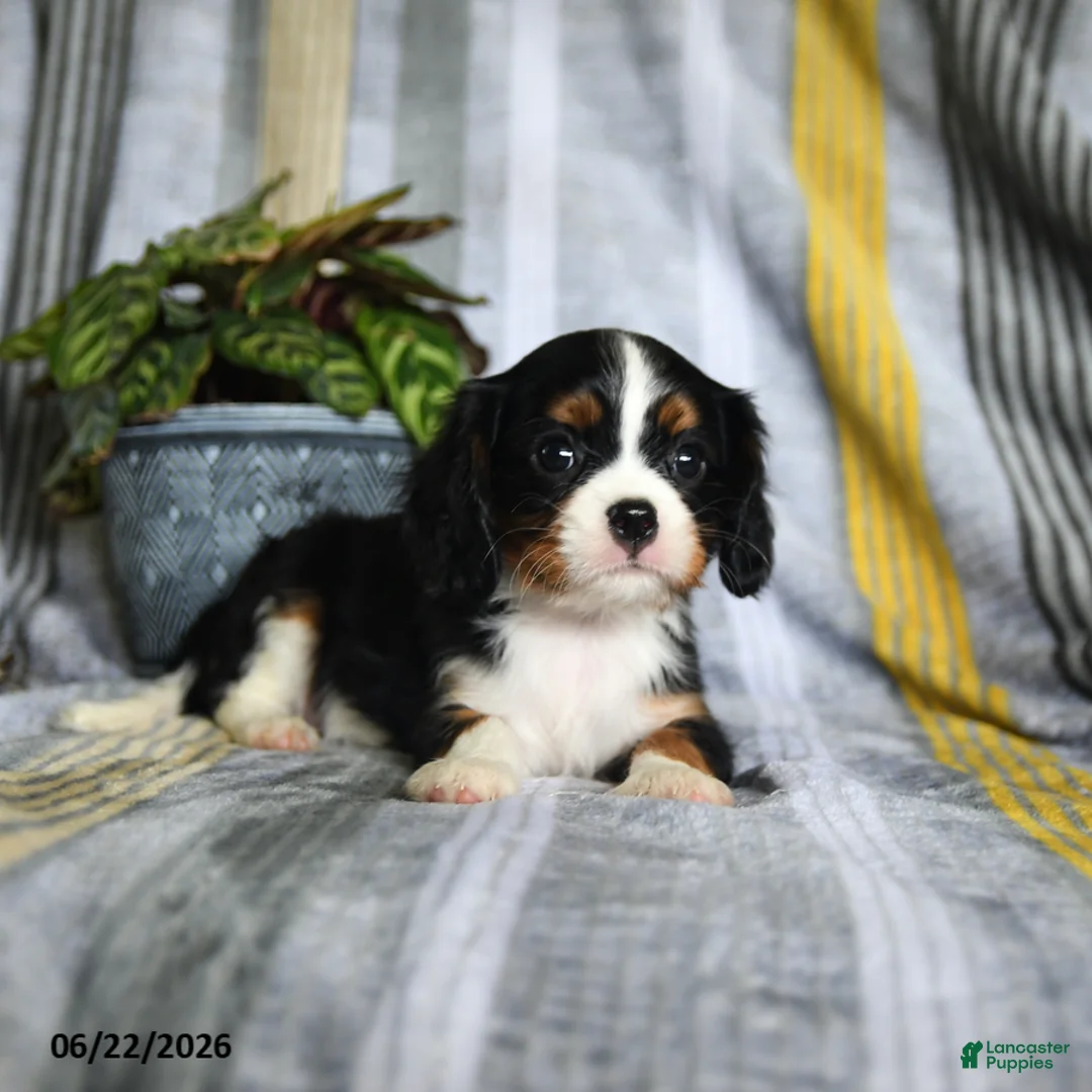Cavalier King Charles Spaniel dogs for sale: Julies - Ad 5