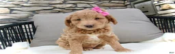 Mini Goldendoodle dogs for sale: Chloe - Ad 12