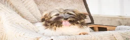 Havanese dogs for sale: Biscotti - Ad 6