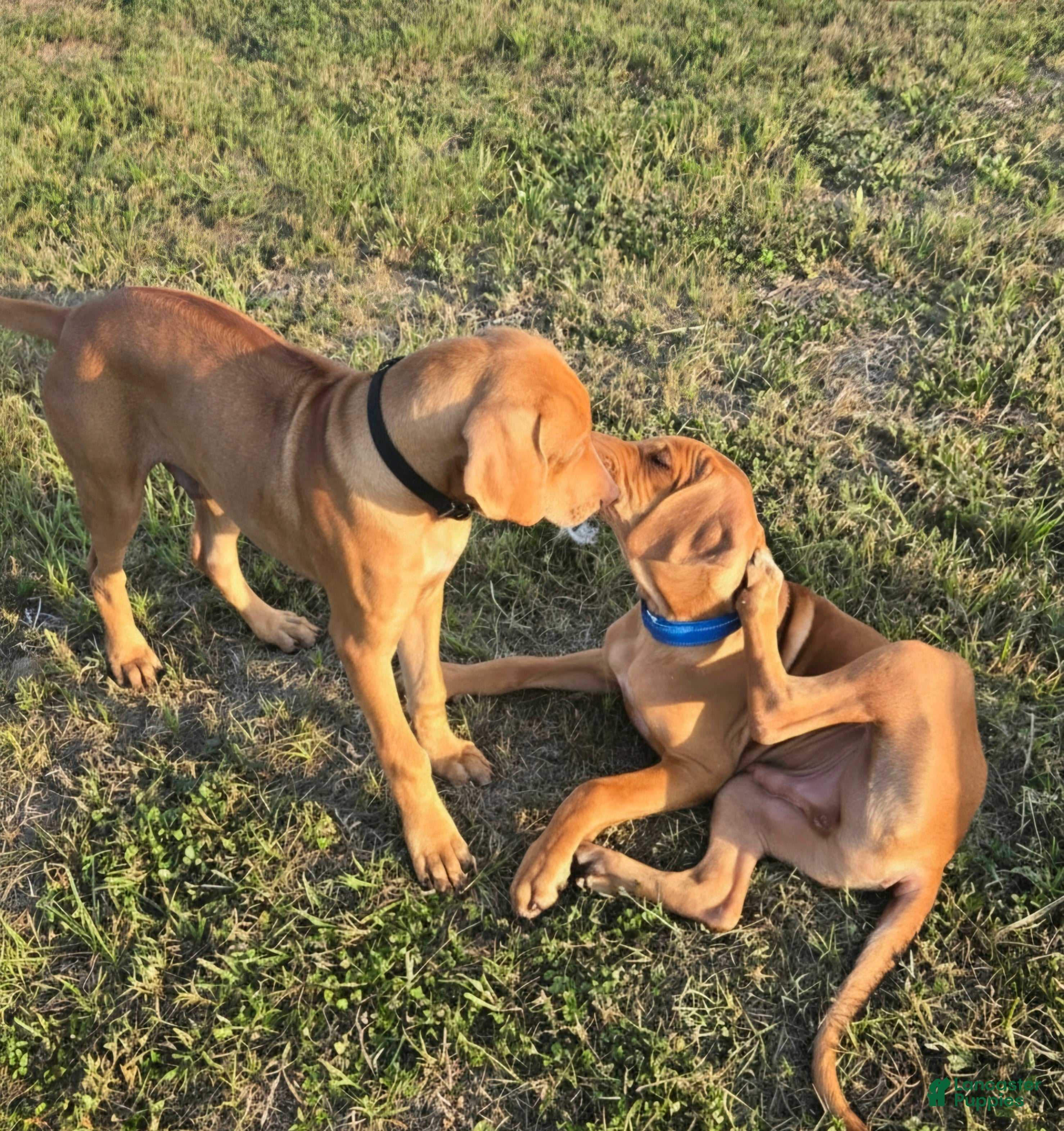 Rhodesian Ridgeback dogs for sale: Black Boy - Ad 2