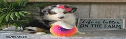 Australian Shepherd dogs for sale: Sophia - Ad 3
