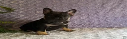 French Bulldog dogs for sale: Cricket - Ad 5