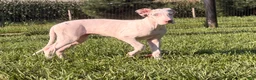 Great Dane dogs for sale: Pearl Great Dane  - Ad 4