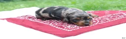 Miniature Dachshund dogs for sale: Reese - Ad 5