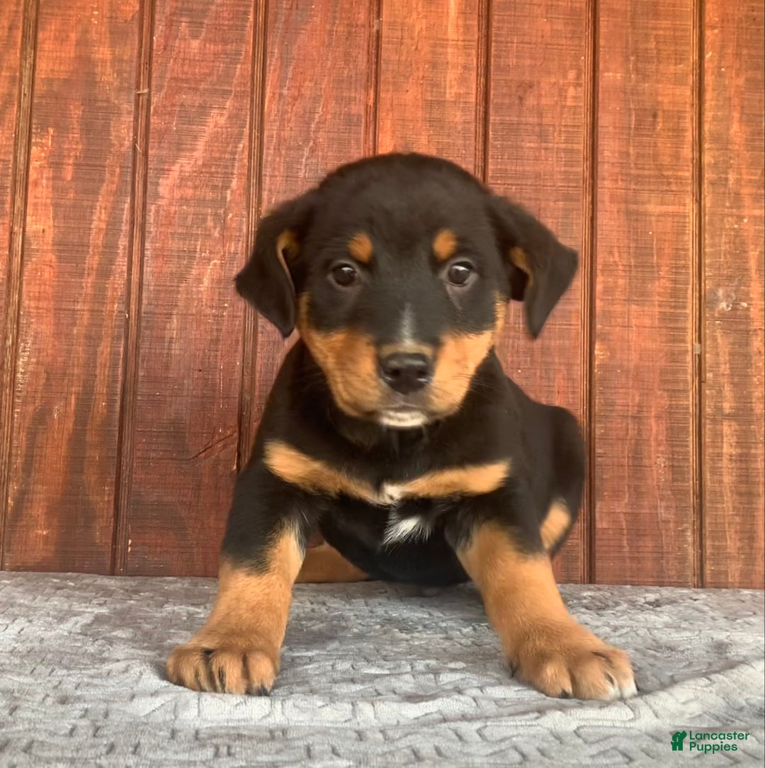 Mixed Breed dogs for sale: Rascal - Ad 3