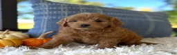 Mini Goldendoodle dogs for sale: Tobi (Micro Mini Goldendoodle) - Ad 3