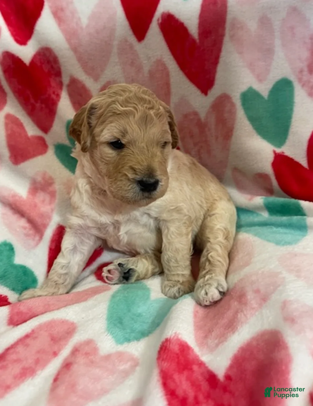 Double Doodle dogs for sale: Haymitch - Ad 3