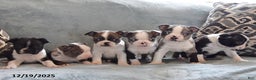 Boston Terrier dogs for sale: Tucker - Ad 5