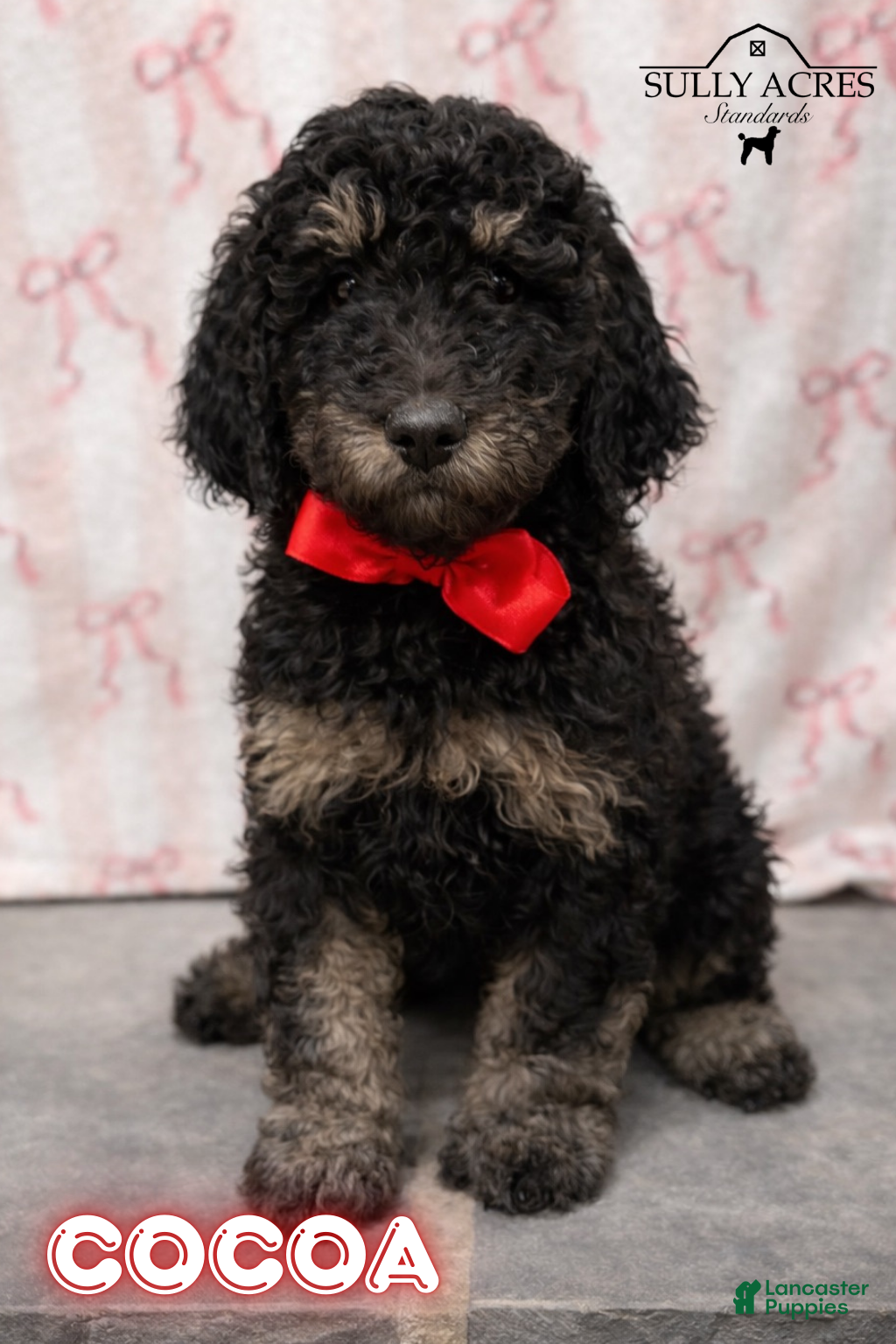 Standard Poodle dogs Cocoa - Ad 27