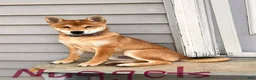 Shiba Inu dogs for sale: Nuggett - Ad 5