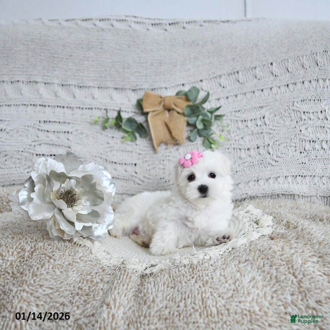Maltese dogs for sale: Freya EXTRA SMALL - Ad 4