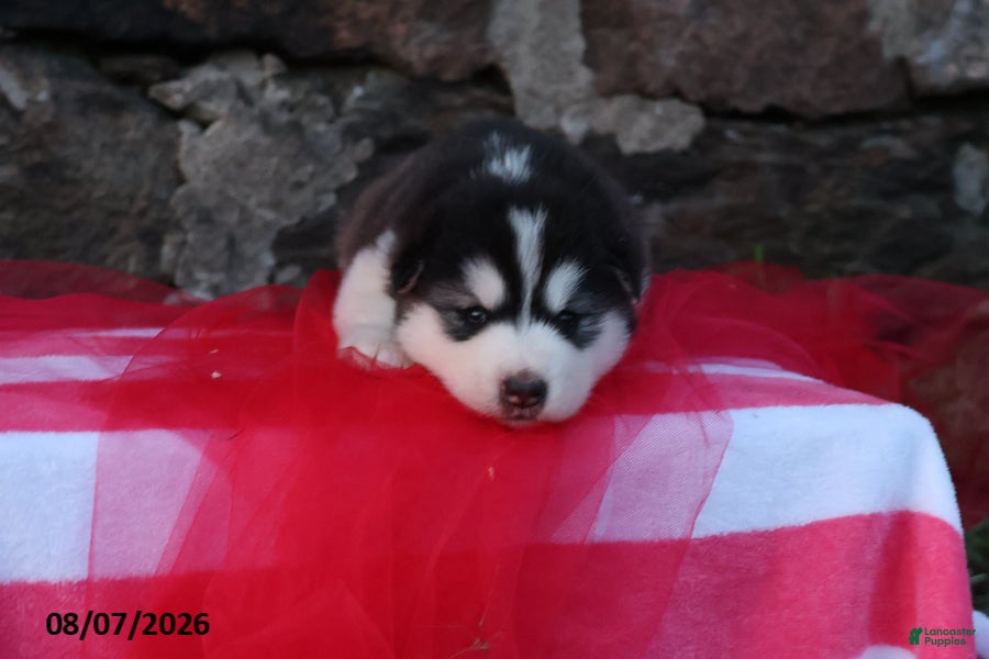 Alaskan Malamute dogs Tundra - Ad 2
