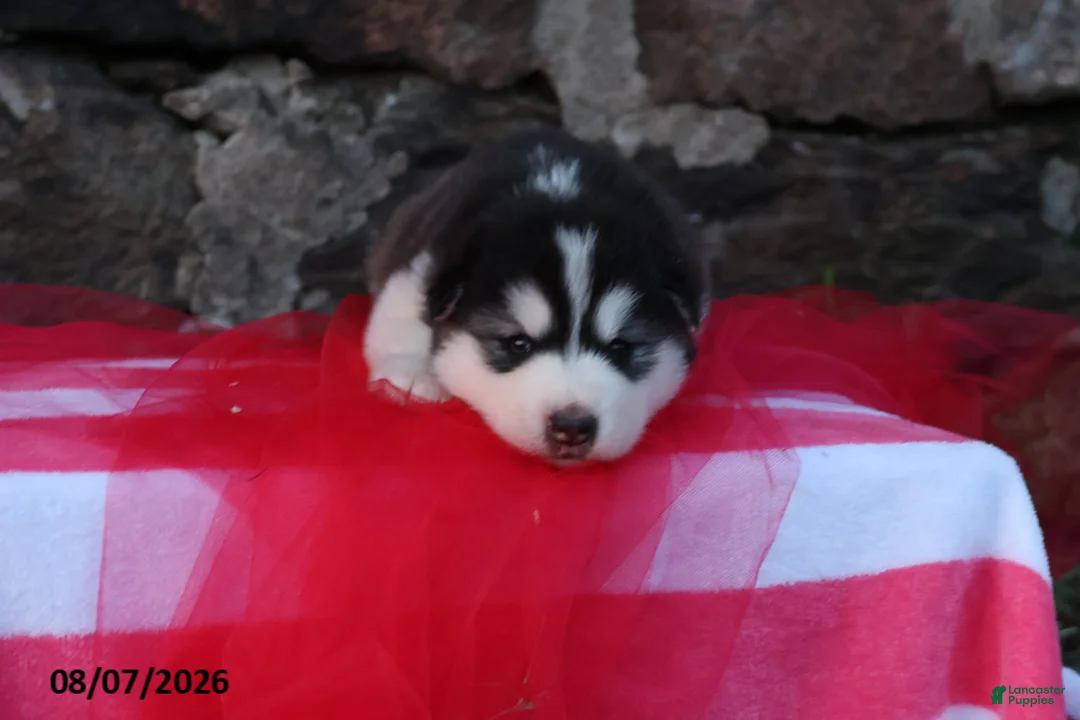 Alaskan Malamute dogs for sale: Tundra - Ad 2