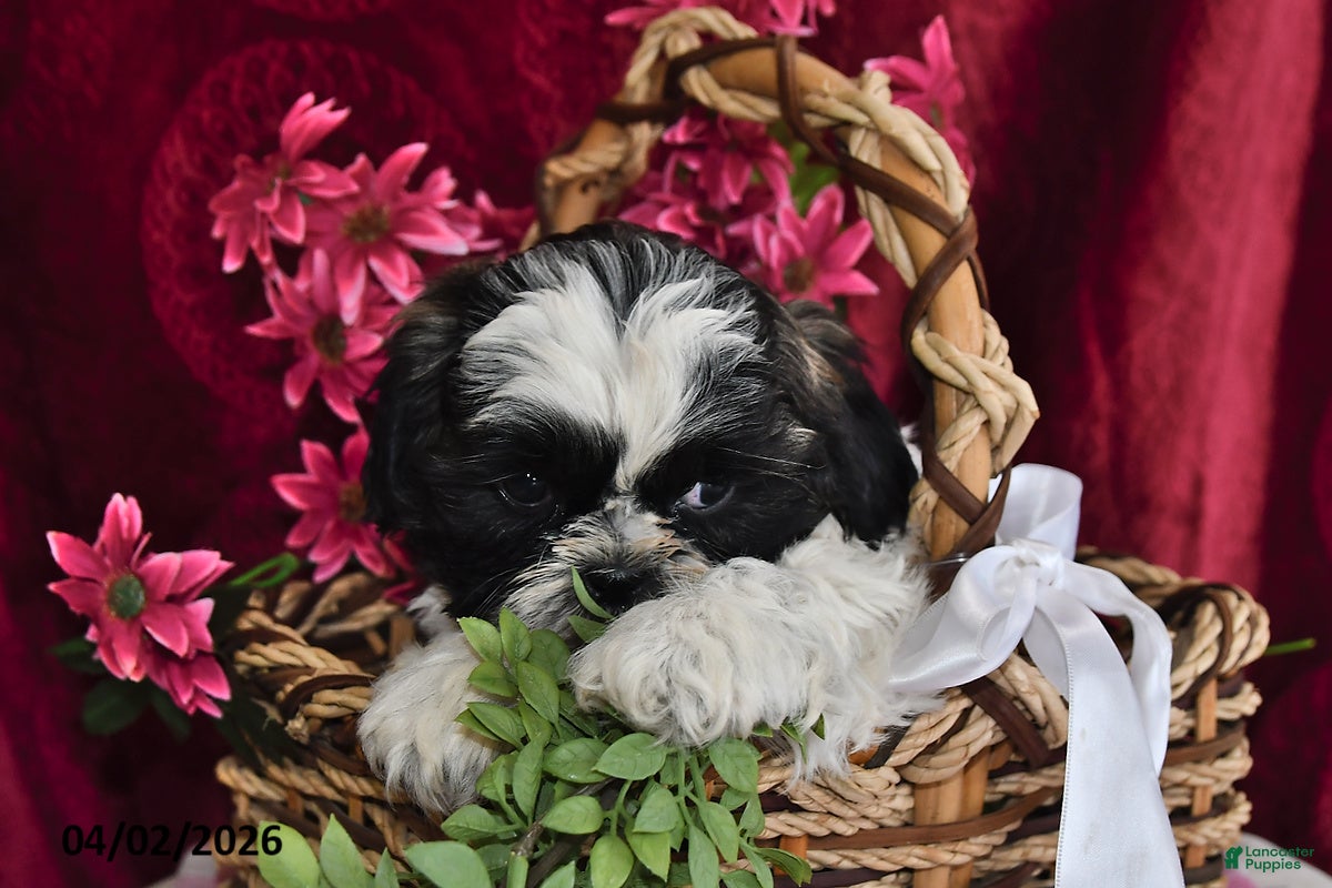 Shih Tzu dogs Rocco - Ad 2