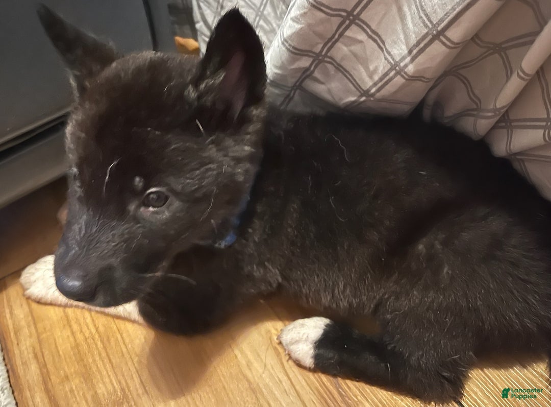 Akita dogs for sale: Akita Puppy 1 - Ad 10