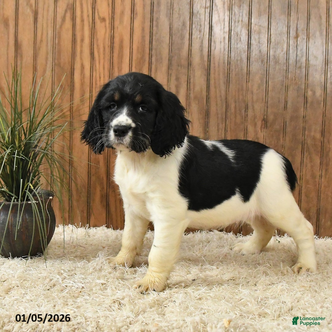 English Springer Spaniel dogs for sale: Faith - Ad 3