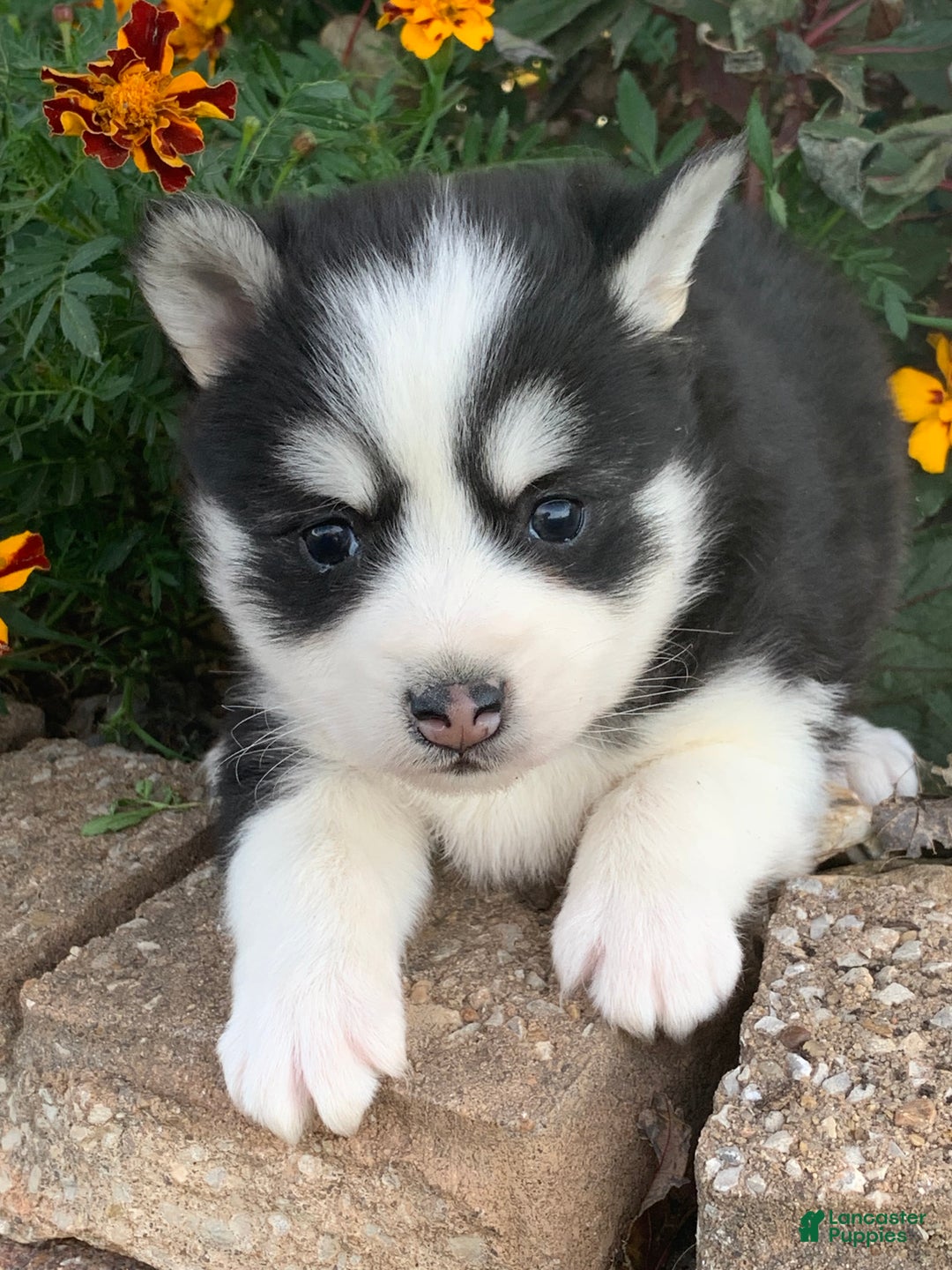 Alaskan Klee Kai dogs for sale: 🎄Wolf is reserved…Check out our other puppies! - Ad 7