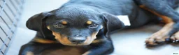 Rottweiler dogs for sale: Vermithor - Ad 15