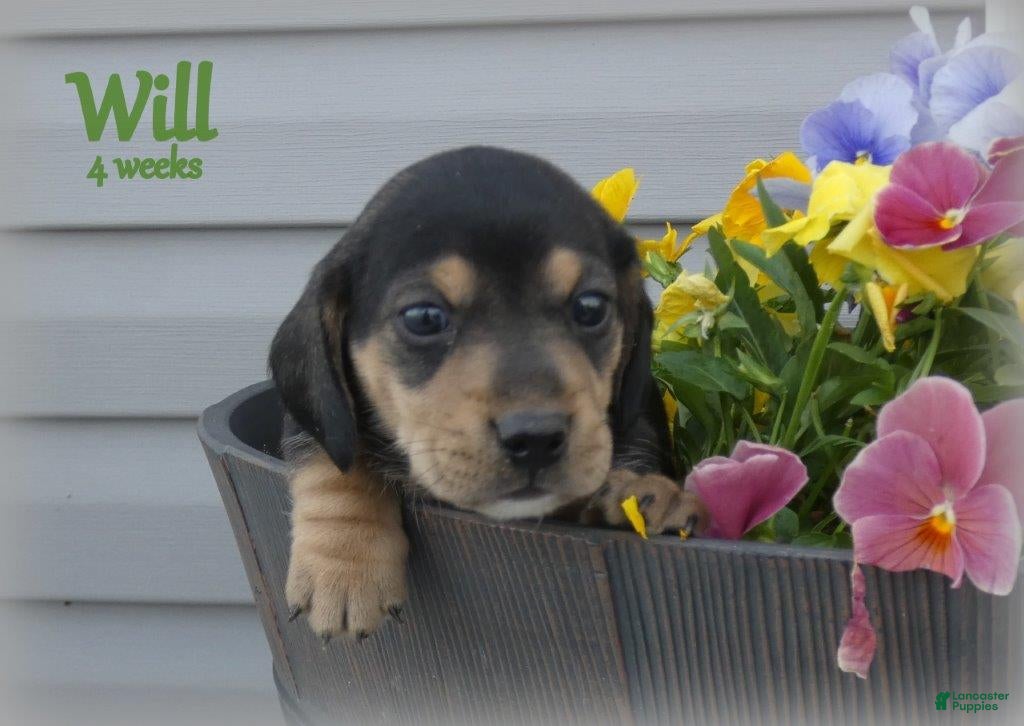 Dachshund dogs Will  - Ad 2