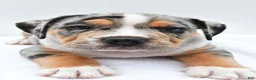 Beabull dogs for sale: Carson - Ad 8