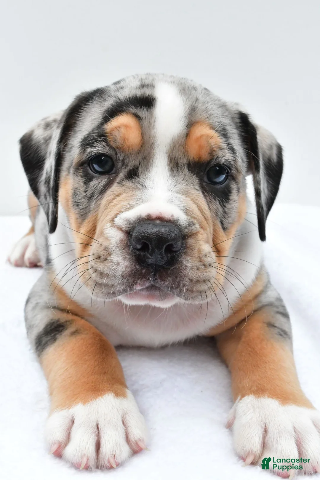 Beabull dogs for sale: Carson - Ad 8